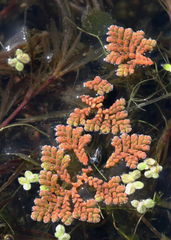 Azolla