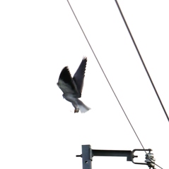 Elanus caeruleus vociferus