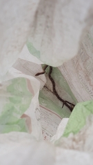 Pituophis deppei