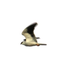 Elanus caeruleus vociferus