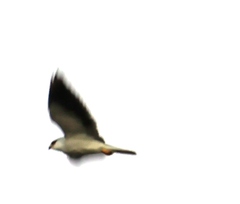 Elanus caeruleus vociferus