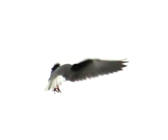 Elanus caeruleus vociferus