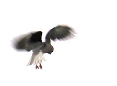 Elanus caeruleus vociferus