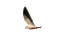 Elanus caeruleus vociferus