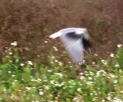 Elanus caeruleus vociferus