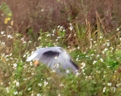 Elanus caeruleus vociferus