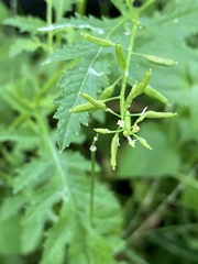 Rorippa