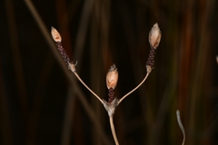 Fimbristylis castanea