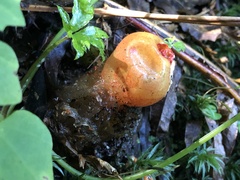 Calostoma