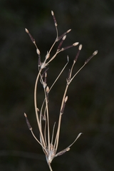 Fimbristylis castanea