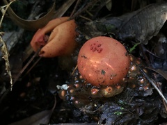 Calostoma