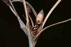 Fimbristylis castanea