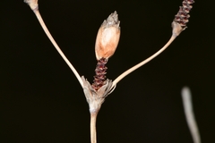 Fimbristylis castanea