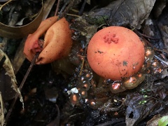 Calostoma