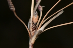 Fimbristylis castanea