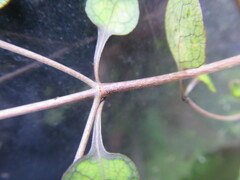 Coprosma tenuicaulis