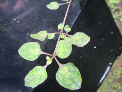 Coprosma tenuicaulis