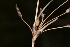 Fimbristylis castanea