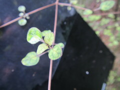 Coprosma tenuicaulis