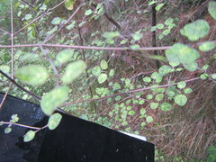 Coprosma tenuicaulis