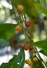 Cyclophyllum multiflorum
