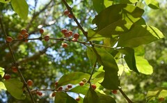 Cyclophyllum multiflorum