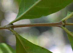 Cyclophyllum multiflorum