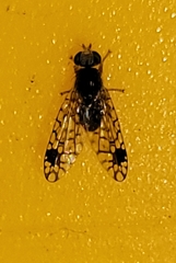 Euarestoides acutangulus