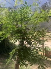 Moringa oleifera