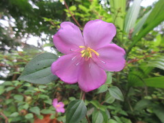 Heterotis rotundifolia