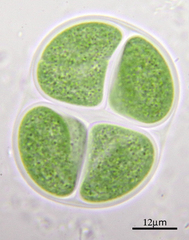 Chroococcus turgidus