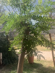 Moringa oleifera