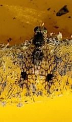 Euarestoides acutangulus