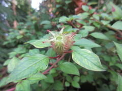Heterotis rotundifolia