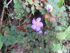 Heterotis rotundifolia