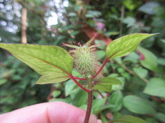 Heterotis rotundifolia