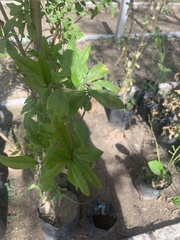 Punica