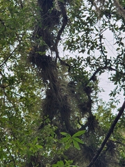 Tillandsia bartramii