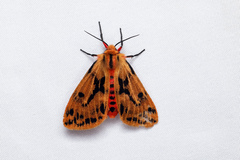 Ardices curvata