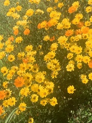 Dimorphotheca sinuata