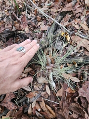 Tillandsia bartramii