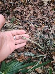 Tillandsia bartramii