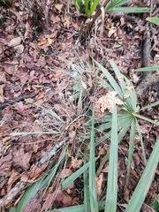 Tillandsia bartramii
