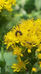 Symmorphus canadensis