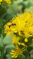 Symmorphus canadensis