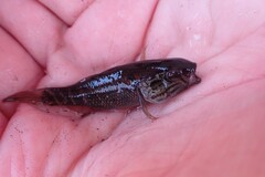 Dormitator latifrons