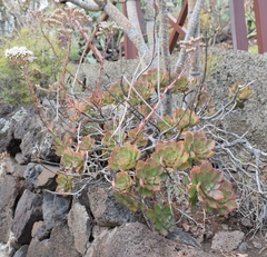 Aeonium volkeri image