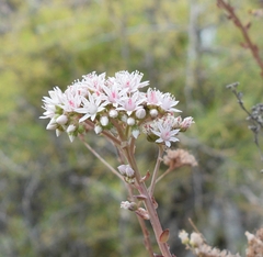 Aeonium volkeri image