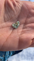 Rhizoplaca chrysoleuca