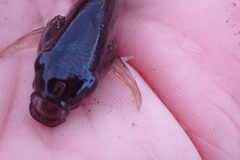 Dormitator latifrons